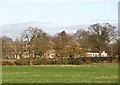 Trees in a hedge