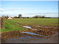 Cultivated field east of Golf Links Lane