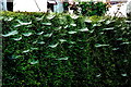 N1336 : Castledaly Manor area - Cobweb covered hedge by Joseph Mischyshyn
