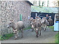 Clovelly donkeys