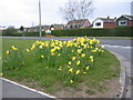 Daffodils in Guisborough