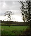 Tree in a field off Crismill Lane