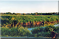 Site of future bridge, June 1985