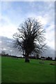 Large tree on the edge of Leeds cricket ground