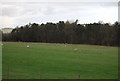 Sheep grazing by the woods at Ashbank