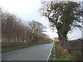 Winter trees, looking west along the A5033