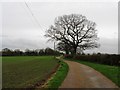 Oaks by footpath and access road to Mallards Farm and Old Songhurst Farm