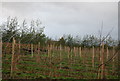 Looking across the fruit trees to the Oast house