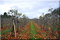 Apple Orchard, Back Street