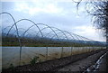 Polytunnels by the path