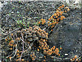 A small army of toadstools