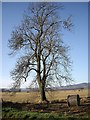 A lone tree on the Howe of Mearns