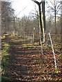 TM1397 : Lower Wood Nature Reserve - electric deer fence by Evelyn Simak
