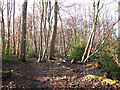 TM1498 : Lower Wood Nature Reserve - path along the north-eastern edge by Evelyn Simak