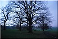 Trees in Mote Park