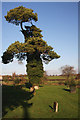 Ivy-clad pine tree