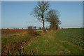 Countryside north of Abbess Roding