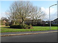 Winter trees in Broadlands Avenue