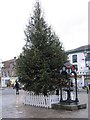 Tree by the fountain