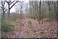 TQ8536 : Woodland Track in Goldwell Wood by David Anstiss