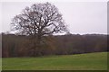 Oak tree in a field