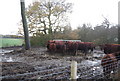 Cattle feeding, in the mud!