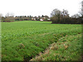 Across Ell Brook to Gorsley Common