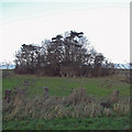 Copse near Wootton Grange