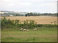 Farmland, Bellfield