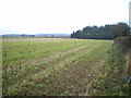 Copse and stubble beside the Monarch