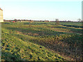 Medieval fishponds at Sibthorpe