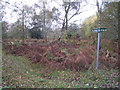 SU5469 : By Way - Bucklebury Common by Mr Ignavy