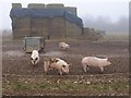 SU1141 : Pigs on Normanton Down by Derek Harper