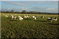 Sheep near Windmill Farm