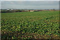 Arable land near Stoulton