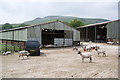 The scene of the shearing