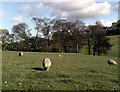 Sheep near Gillians Beck, Barnoldswick
