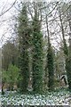 Ivy clad trees