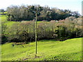 Alder Grove and Lower Watercombe Coppice