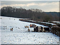 TQ6817 : Sheep & Cows in Snow by Oast House Archive