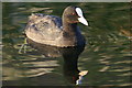 Coot (Fulica atra), Melling