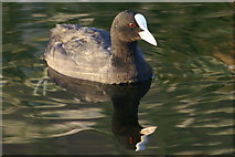 SJ3999 : Coot (Fulica atra), Melling by Mike Pennington