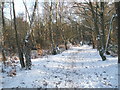 Path through the woods leading to Little London