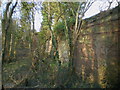 Old quarry face in Stanton Hill Wood