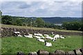 Last Sheep Standing, near Bolsterstone