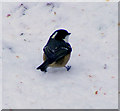 A Coal Tit at Advie