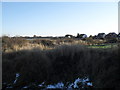 Looking from the Chidham Peninsula Path towards the houses in Harbour Way