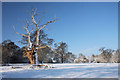 Snow-covered tree in Ickworth Park