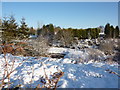 Bracken, snow, conifers, and not a cloud in the sky