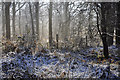 SO6113 : Serridge Woods by Stuart Wilding